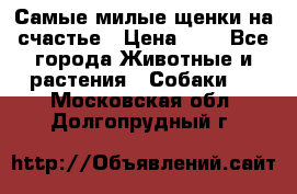 Самые милые щенки на счастье › Цена ­ 1 - Все города Животные и растения » Собаки   . Московская обл.,Долгопрудный г.